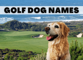 Creative Golf Terms for Dog Names: A Hole-in-One Guide for Pet Parents Tee Time Tails: 23 Golf Related Dog Names for Your Pup on Par