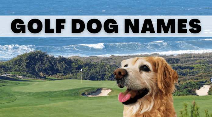 Creative Golf Terms for Dog Names: A Hole-in-One Guide for Pet Parents Tee Time Tails: 23 Golf Related Dog Names for Your Pup on Par