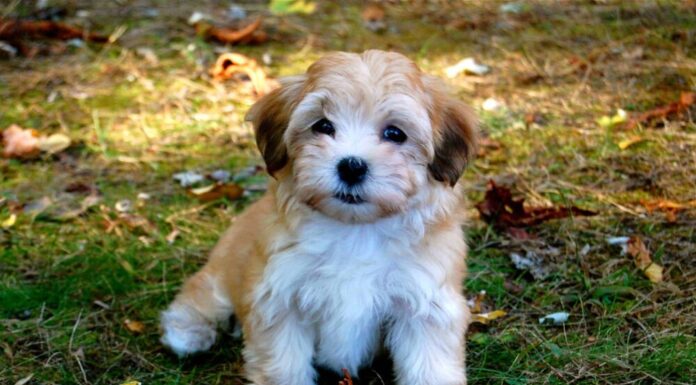 Top 15 Independent Small Dog Breeds Perfect for Busy Pet Parents 24 Independent Dog Breeds That Can Be Left Alone