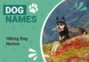 25 Inspiring Trail Dog Names Perfect for Your Adventure Companion 250 Best Outdoor Dog Names For Adventure Pups