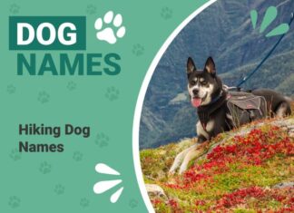 25 Inspiring Trail Dog Names Perfect for Your Adventure Companion 250 Best Outdoor Dog Names For Adventure Pups