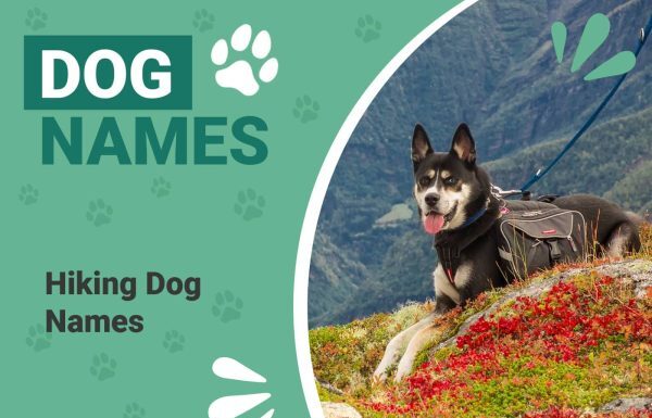 25 Inspiring Trail Dog Names Perfect for Your Adventure Companion 250 Best Outdoor Dog Names For Adventure Pups
