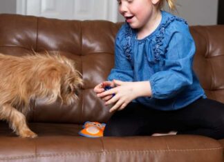 Why Do Dogs Bring Toys to Bed? Understanding Your Furry Friend’s Bedtime Ritual My dog picks out a toy for bed every night : r/aww