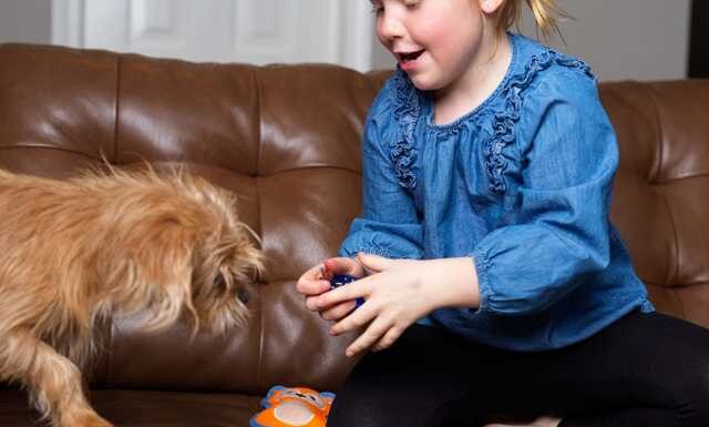 Why Do Dogs Bring Toys to Bed? Understanding Your Furry Friend’s Bedtime Ritual My dog picks out a toy for bed every night : r/aww