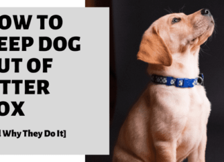 10 Effective Ways to Keep Dog Out of Litter Box: A Complete Guide My dog won't leave the cat's litter box alone. What can I do to keep him from doing this?www.reddit.com › comments › my_dog_...