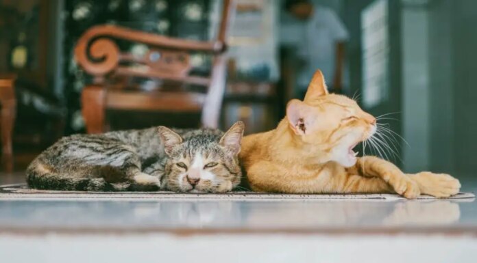 How Many Cats Is Too Many in an Apartment? A Practical Guide to Multi-Cat Living How many cats is too many cats? : r/CatAdvice