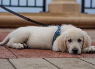 How to Train a 2 Year Old Dog: It’s Never Too Late for New Tricks! can my 2 year old dog be trained now? she has never been properly trained before