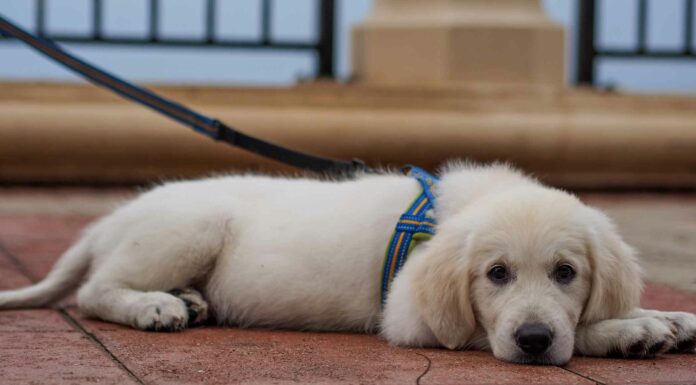 How to Train a 2 Year Old Dog: It’s Never Too Late for New Tricks! can my 2 year old dog be trained now? she has never been properly trained before