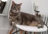 Finding the Perfect Cat Sitter in Jersey City: Your Complete Guide to Professional Pet Care I'm Jungmee