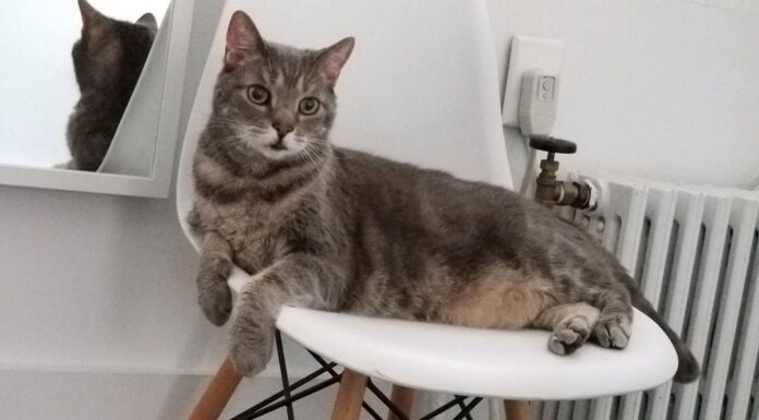 Finding the Perfect Cat Sitter in Jersey City: Your Complete Guide to Professional Pet Care I'm Jungmee