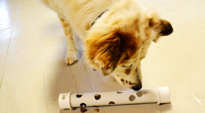 15 Amazing Homemade Puppy Toys You Can Make Today: Budget-Friendly DIY Guide 18 DIY dog toys you can make from items in your house