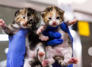 The Ultimate Guide to Kitten NY: Your One-Stop Destination for Feline Friends in the Big Apple Kittenykitteny.com