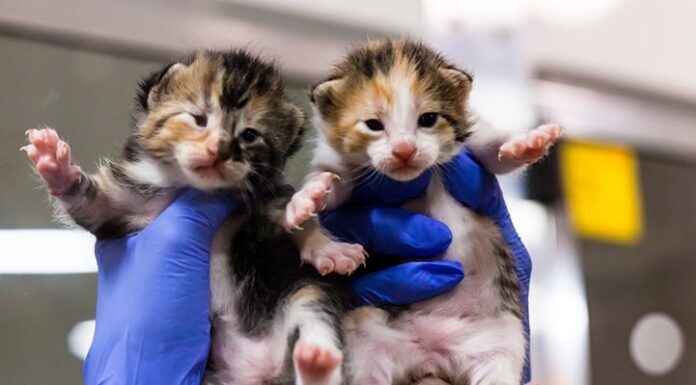 The Ultimate Guide to Kitten NY: Your One-Stop Destination for Feline Friends in the Big Apple Kittenykitteny.com