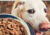 The Ultimate Guide to Labrador Nutrition: Keeping Your Furry Friend Healthy and Happy Diet