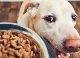The Ultimate Guide to Labrador Nutrition: Keeping Your Furry Friend Healthy and Happy Diet