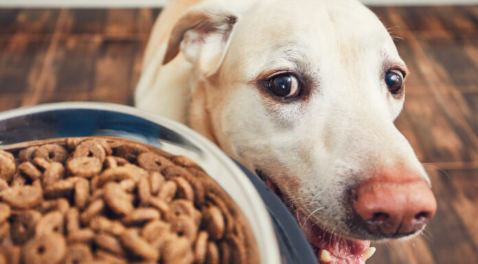 The Ultimate Guide to Labrador Nutrition: Keeping Your Furry Friend Healthy and Happy Diet