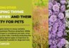 Is Red Creeping Thyme Safe for Your Dogs? A Complete Guide to Pet-Friendly Landscaping Building a Dog Friendly Backyard