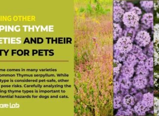 Is Red Creeping Thyme Safe for Your Dogs? A Complete Guide to Pet-Friendly Landscaping Building a Dog Friendly Backyard