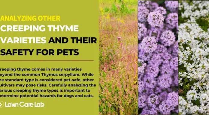 Is Red Creeping Thyme Safe for Your Dogs? A Complete Guide to Pet-Friendly Landscaping Building a Dog Friendly Backyard