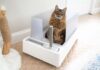 Tuft and Paw Cove Litter Box: A Modern Solution for the Contemporary Cat Parent Cove Modern Litter Box