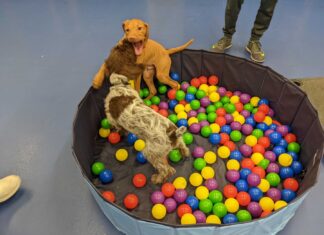 10 Amazing Puppy Enrichment Ideas That Will Make Your Dog’s Life Better What are your favourite enrichment activities? : r/dogs