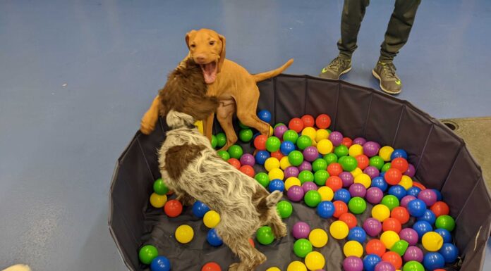 10 Amazing Puppy Enrichment Ideas That Will Make Your Dog’s Life Better What are your favourite enrichment activities? : r/dogs
