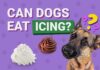 Can Dogs Eat Icing? A Complete Guide to Sweet Treats and Your Furry Friend My Dog Ate Buttercream Frosting What Should I Do? He's a standard poodle and he ate half of the icing of the cupcake. A