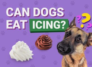Can Dogs Eat Icing? A Complete Guide to Sweet Treats and Your Furry Friend My Dog Ate Buttercream Frosting What Should I Do? He's a standard poodle and he ate half of the icing of the cupcake. A