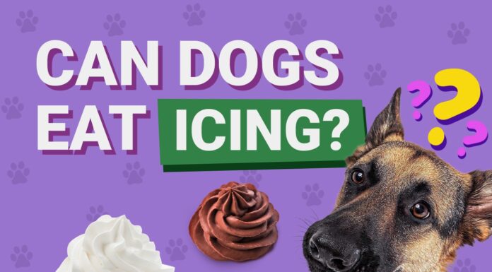 Can Dogs Eat Icing? A Complete Guide to Sweet Treats and Your Furry Friend My Dog Ate Buttercream Frosting What Should I Do? He's a standard poodle and he ate half of the icing of the cupcake. A