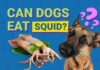 Can Dogs Eat Squid? A Complete Guide to Feeding Your Pup this Seafood Delicacy Can Dogs Eat Squid? Vet