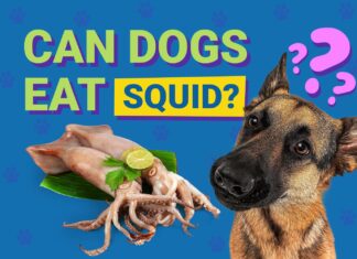 Can Dogs Eat Squid? A Complete Guide to Feeding Your Pup this Seafood Delicacy Can Dogs Eat Squid? Vet