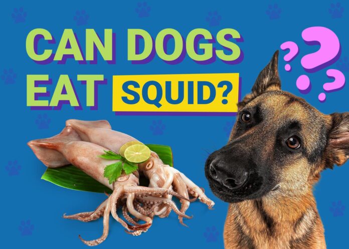 Can Dogs Eat Squid? Vet