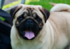 How Intelligent Are Pugs? The Truth About These Adorable Goofballs Pug Intelligence? : r/pugs