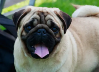 How Intelligent Are Pugs? The Truth About These Adorable Goofballs Pug Intelligence? : r/pugs