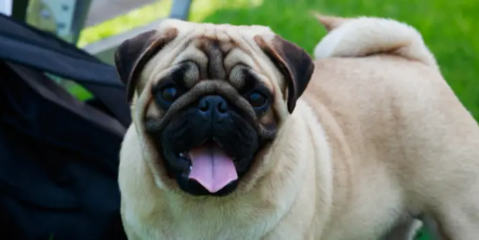 How Intelligent Are Pugs? The Truth About These Adorable Goofballs Pug Intelligence? : r/pugs