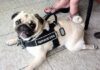 Can a Pug Really Be Your Service Dog? The Ultimate Guide to Service Dog Pugs Can Pugs Be Service Dogs?