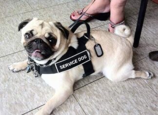 Can a Pug Really Be Your Service Dog? The Ultimate Guide to Service Dog Pugs Can Pugs Be Service Dogs?