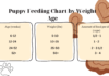 Complete Puppy Feeding Chart by Weight & Age: Your Ultimate Guide to Healthy Pup Nutrition How Much To Feed A Puppy: Chart By Weight & Age