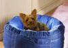 The Ultimate Guide to Recycled Dog Beds: Eco-Friendly Comfort for Your Furry Friend Beds