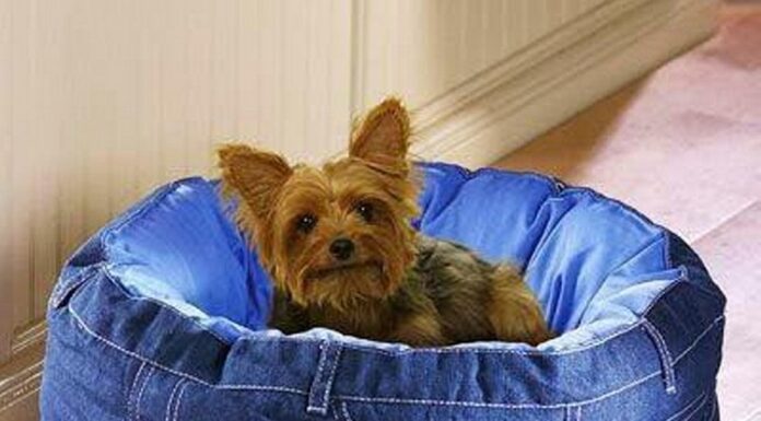 The Ultimate Guide to Recycled Dog Beds: Eco-Friendly Comfort for Your Furry Friend Beds
