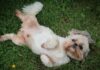 Why Is My Shih Tzu So Itchy? Understanding and Solving Your Dog’s Skin Problems When a Shih Tzu is Itchy