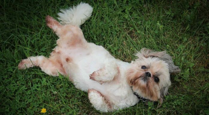 Why Is My Shih Tzu So Itchy? Understanding and Solving Your Dog’s Skin Problems When a Shih Tzu is Itchy