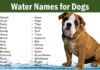 50+ Splashing Aquatic Dog Names That Make a Wave in 2024 Dog Names Meaning Water