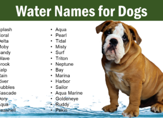 50+ Splashing Aquatic Dog Names That Make a Wave in 2024 Dog Names Meaning Water