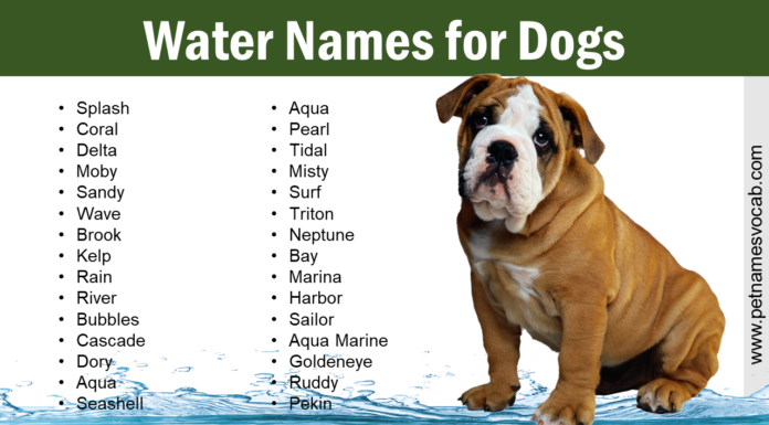 50+ Splashing Aquatic Dog Names That Make a Wave in 2024 Dog Names Meaning Water