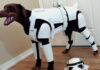 Creative and Adorable Dog Costume Ideas for Large Dogs: Make Your Big Pup Stand Out! Big Dog Costume