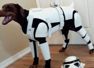 Creative and Adorable Dog Costume Ideas for Large Dogs: Make Your Big Pup Stand Out! Big Dog Costume
