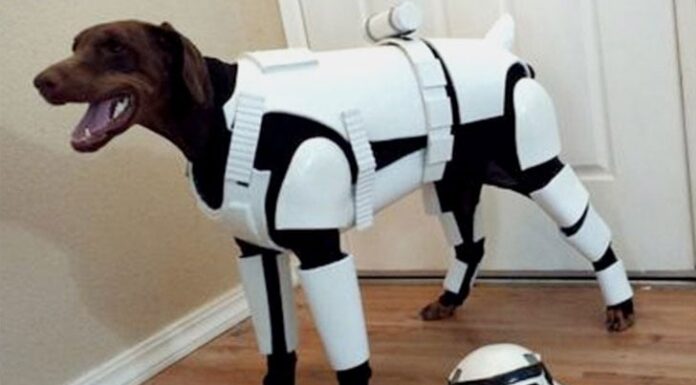 Creative and Adorable Dog Costume Ideas for Large Dogs: Make Your Big Pup Stand Out! Big Dog Costume