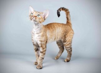 Finding Your Perfect Devon Rex in NYC: A Complete Guide to the Urban Elf Cat devon rexnycdevonrex.com