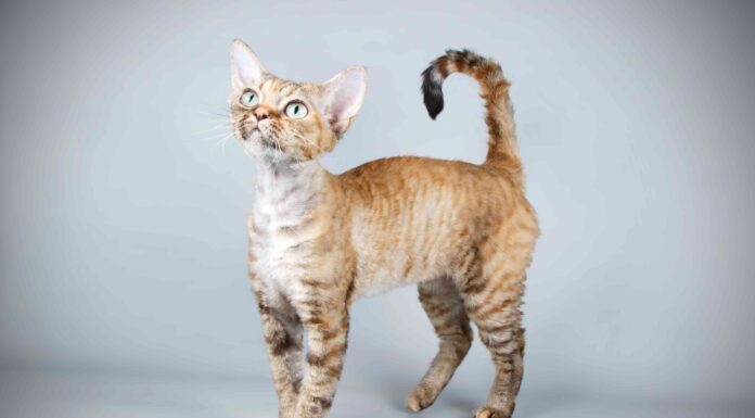 Finding Your Perfect Devon Rex in NYC: A Complete Guide to the Urban Elf Cat devon rexnycdevonrex.com